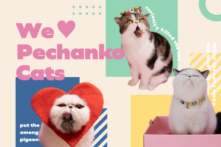 猫インフルエンサー「pechanko_bocco」とBIRTHDAY BARがコラボ！ここでしか買えないアイテムの先行予約が開始！